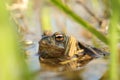 frog in the water during mating season close up of a floating on pond sunny spring morning april Royalty Free Stock Photo