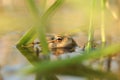 frog in the water during mating season close up of a pond on sunny spring morning april Royalty Free Stock Photo