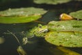 Frog. A frog in water near water lily leaves Royalty Free Stock Photo