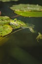 Frog. A frog in water near water lily leaves Royalty Free Stock Photo