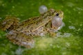 Frog in water. One breeding male pool frog crying with vocal sacs on both sides of mouth in vegetated areas. Pelophylax lessonae Royalty Free Stock Photo