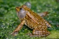 Frog in water. One breeding male pool frog crying with vocal sacs on both sides of mouth in vegetated areas. Pelophylax lessonae Royalty Free Stock Photo