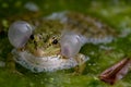 Frog in water. One breeding male pool frog crying with vocal sacs on both sides of mouth in vegetated areas. Pelophylax lessonae Royalty Free Stock Photo