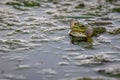 Frog in water. One breeding male pool frog crying with vocal sacs on both sides of mouth in vegetated areas. Pelophylax lessonae Royalty Free Stock Photo