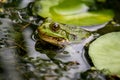 Frog in water. Pool frog swimming. Pelophylax lessonae. European frog. Marsh frog with Nymphaea leaf Royalty Free Stock Photo