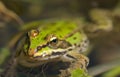 Frog water pelophylax esculentus background