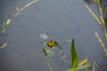 A frog in the water of a pond with a lot of tadpoles Royalty Free Stock Photo