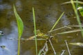 A   frog in the water of a pond with a lot of tadpoles Royalty Free Stock Photo
