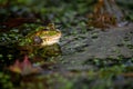 Frog in water. Pool frog crying with vocal sacs on both sides of mouth in vegetated areas. Pelophylax lessonae Royalty Free Stock Photo