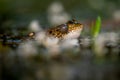 Frog in water. Pool frog crying with vocal sacs on both sides of mouth in vegetated areas. Pelophylax lessonae Royalty Free Stock Photo
