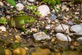 Frog in water. Pool frog resting on ground. Pelophylax lessonae. European frog Royalty Free Stock Photo