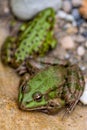 Frog in water. Pool frog resting. Pelophylax lessonae. European frog Royalty Free Stock Photo