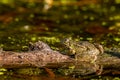 Frog in water. Pool frog resting on tree branch. Pelophylax lessonae. European frog Royalty Free Stock Photo
