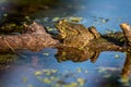 Frog in water. Pool frog resting on tree branch. Pelophylax lessonae. European frog Royalty Free Stock Photo