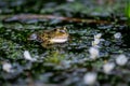 Frog in water. Pool frog swimming. Pelophylax lessonae. European frog Royalty Free Stock Photo