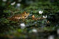 Frog in water. Pool frog swimming. Pelophylax lessonae. European frog Royalty Free Stock Photo