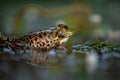 Frog in water. Pool frog swimming. Pelophylax lessonae. European frog Royalty Free Stock Photo