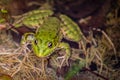 Frog in water. Pool frog swimming in water. Pelophylax lessonae. European frog Royalty Free Stock Photo