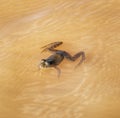 frog in the water ready to jump in the water in muddy water Royalty Free Stock Photo