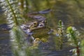 Frog in the water between reeds Royalty Free Stock Photo