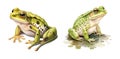 Frog, watercolor clipart illustration with isolated background Royalty Free Stock Photo