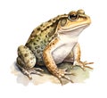 Frog, watercolor clipart illustration with isolated background Royalty Free Stock Photo