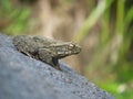 A frog by a waterfall