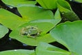Frog on the waterlily leaf Royalty Free Stock Photo