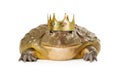 Frog Wearing Prince Crown