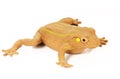 Frog on white Royalty Free Stock Photo