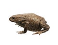 frog on the white background, isolated Royalty Free Stock Photo
