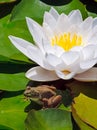 Frog and White Water Lily