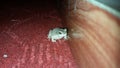 Frog wild life