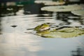 Frog. Wild nature. Frogs in the swamp