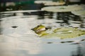 Frog. Wild nature. Frogs in the swamp