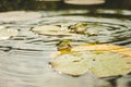 Frog. Wild nature. Frogs in the swamp