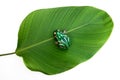 Frog wind-up tin toy to climbing on the green leaves Royalty Free Stock Photo