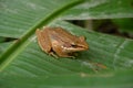 a frog witing fot prey