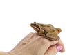 Frog on a womans hand, the concept of finding a partner or taking care of pets, isolated on white