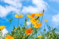 Frog's-eye view of blooming California poppies against a blue sky