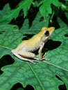 a frog with a yellow color on a leaf