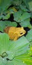 Frog yellow garden rain