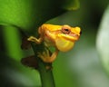 Frog, yellow hourglass tree frog, costa rica