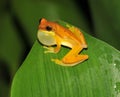 Frog,yellow hourglass tree frog,costa rica