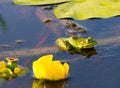 Frog and yellow lily in the Dnieper river