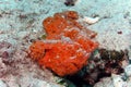 Frogfish Angler Fish Orange Underwater