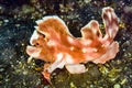 Frogfish