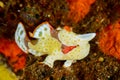 Frogfish