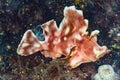 Frogfish