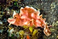 Frogfish